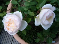 S4300007.webp