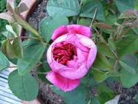 S4300008.webp