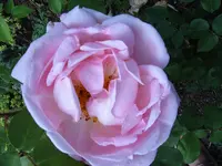S4300003.webp