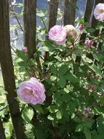 S4300017-2.webp