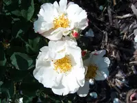 S4300022-1.webp