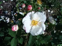 S4300023.webp