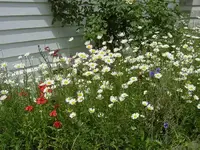 unser wilder Garten (1).webp