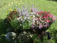 unser wilder Garten (5).webp