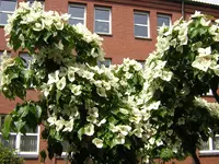 DSCN0924.webp