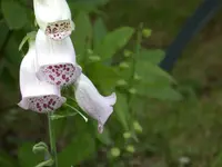 DSCN6874.webp