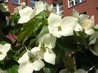 DSCN0927.webp