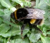 Bumblebees (3).webp
