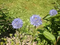 Garten Juni4 038.webp