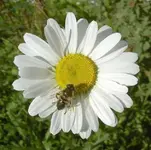 Margeritte  Biene v.webp