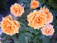 DSCN0893.webp