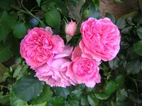 DSCN0895.webp