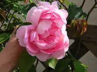 DSCN0911.webp