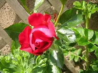 DSCN0912.webp