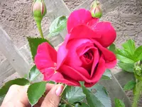 DSCN0917.webp