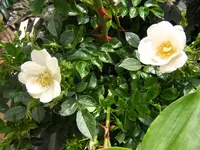 DSCN0915.webp