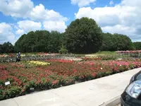 IMG_4186 Rosarium 09 06 12 Lottum 320dpi.webp