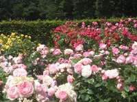 IMG_4187  Rosarium 09 06 12 Lottum 320dpi.webp
