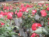 IMG_4197 Rosarium 09 06 12 Lottum 320dpi.webp