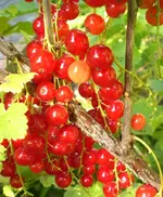 2009-06-13roteJohannisbeeren.webp