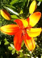 2009-06-13LiliemitKnospen.webp