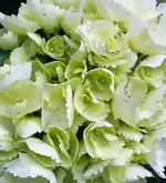 2009-06-13Hortensie.webp