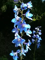 2009-06-13Rittersporn8.webp