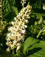 2009-06-13Kermesbeere.webp