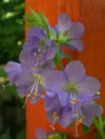 2009-06-13Jakobsleiter.webp