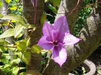 ALIM0325.webp