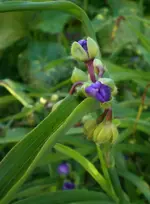 2009-06-13DreimasterblumeKnospe.webp