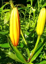 2009-06-13Lilienknospe.webp
