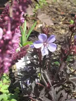 garten 09 008.webp