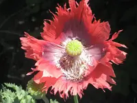 garten 09 009.webp