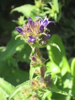 garten 09 016.webp