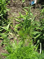 garten 09 015.webp