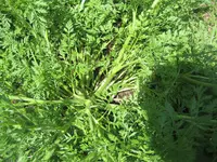 garten 09 014.webp