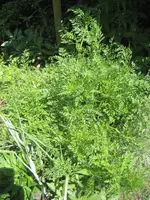 garten 09 013.webp
