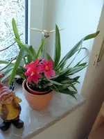 Orchidee 09 3.webp