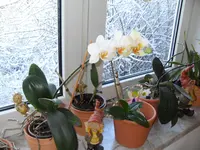 Orchideenfenster 09 1.webp