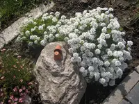 Garten 2009 008.webp