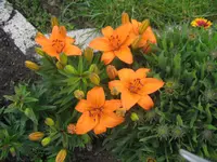 Regal 006.webp