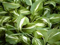 IMAG1931.webp
