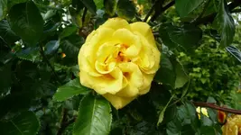 K800_P1020471.webp