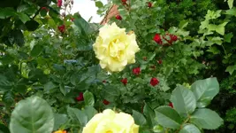 K800_P1020474.webp