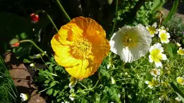 K800_P1020482.webp