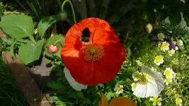 K800_P1020493.webp