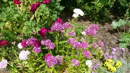 K800_P1020498.webp