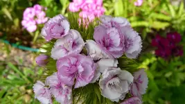 K800_P1020499.webp