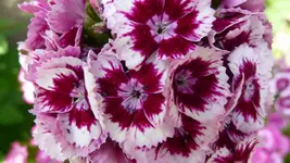 K800_P1020501.webp